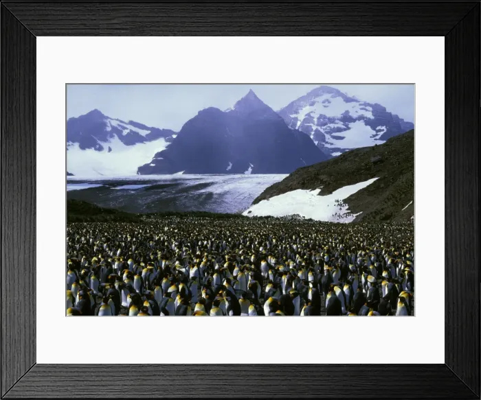 Framed Print : King Penguin - Incubating, with older chicks, Salisbury Plain, South Georgia, Antarctica, Islands in southern oceans, December JPF42210 Framed Print : King Penguin - Incubating, with older chicks, Salisbury Plain, South Georgia, Antarctica, Islands in southern oceans, December JPF42210