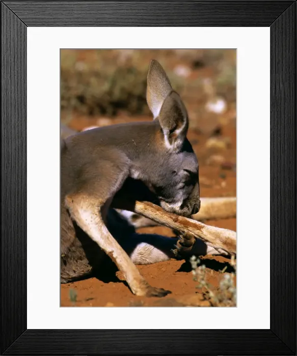 Framed Print : Red Kangaroo - Licking leg to cool down (by evaporation), Western New South Wales, Australia JPF43453 Framed Print : Red Kangaroo - Licking leg to cool down (by evaporation), Western New South Wales, Australia JPF43453