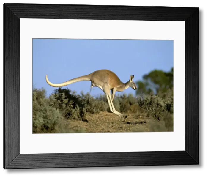 Framed Print : Red Kangaroo - Young male in locomotion hopping. Kinchega National Park, New South Wales, Australia JPF43421 / 147633 Framed Print : Red Kangaroo - Young male in locomotion hopping. Kinchega National Park, New South Wales, Australia JPF43421 / 147633