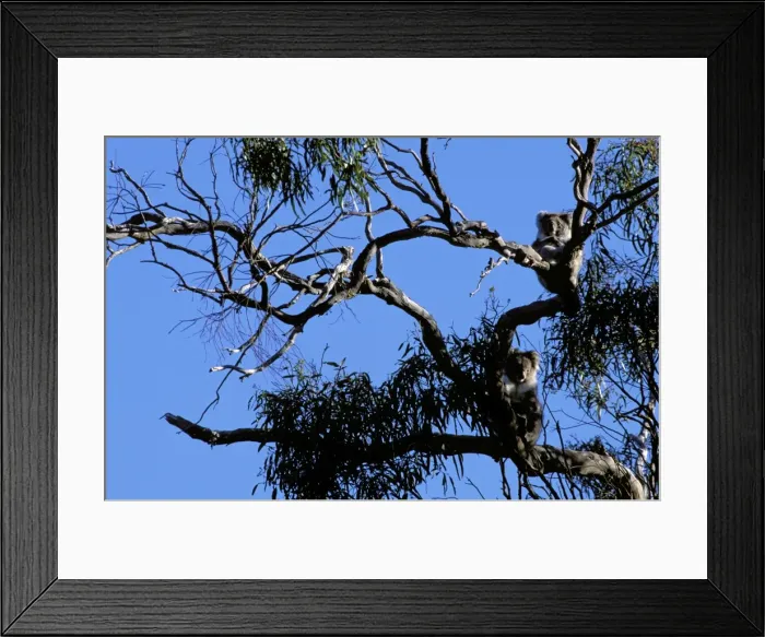 Framed Print : Koala - On partially defoliated Manna gum: habitat destruction caused by overpopulation, Kangaroo Island, South Australia JPF43041 Framed Print : Koala - On partially defoliated Manna gum: habitat destruction caused by overpopulation, Kangaroo Island, South Australia JPF43041
