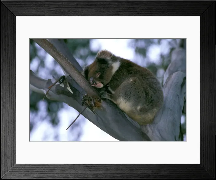 Framed Print : Koala - Sleeping in fork of tree - Kangaroo Island, South Australia JPF40994 Framed Print : Koala - Sleeping in fork of tree - Kangaroo Island, South Australia JPF40994