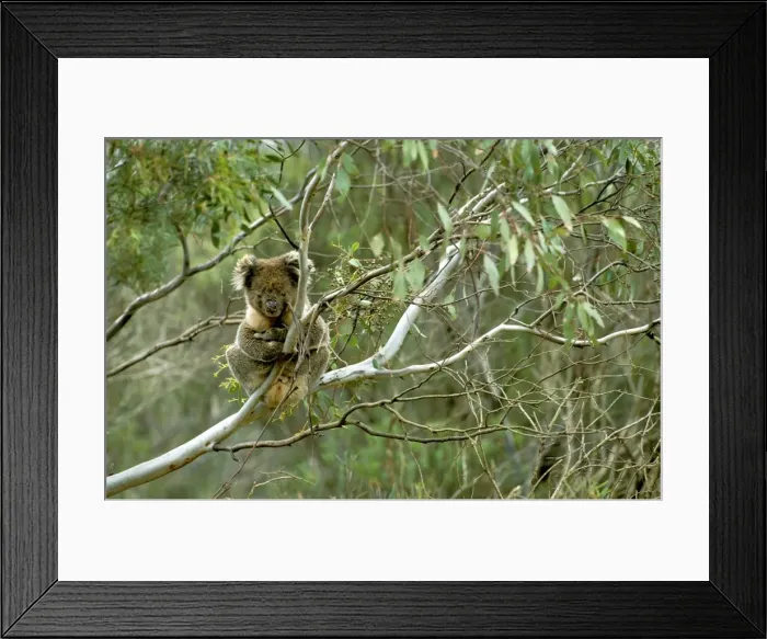 Framed Print : Koala - Male in tree, Kangaroo Island, South Australia JPF41004 Framed Print : Koala - Male in tree, Kangaroo Island, South Australia JPF41004