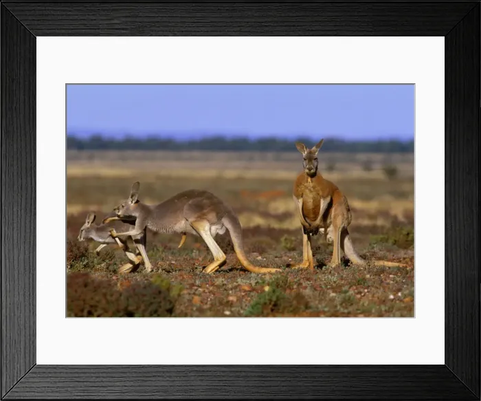 Framed Print : Red Kangaroo - Adult male with female and young - Western New South Wales, Australia JPF44786 Framed Print : Red Kangaroo - Adult male with female and young - Western New South Wales, Australia JPF44786