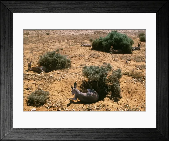 Framed Print : Red Kangaroo - Group sleeping in shade during the hot hours of the day - Western New South Wales, Australia JPF43186 Framed Print : Red Kangaroo - Group sleeping in shade during the hot hours of the day - Western New South Wales, Australia JPF43186