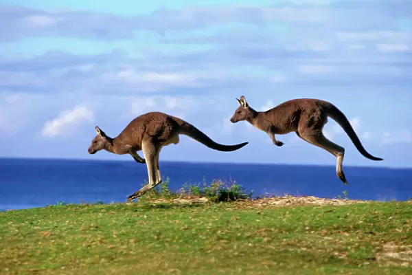 Eastern Grey Kangaroo - Two animals hopping - Murramarang National Park, New South Wales, Australia JPF53041