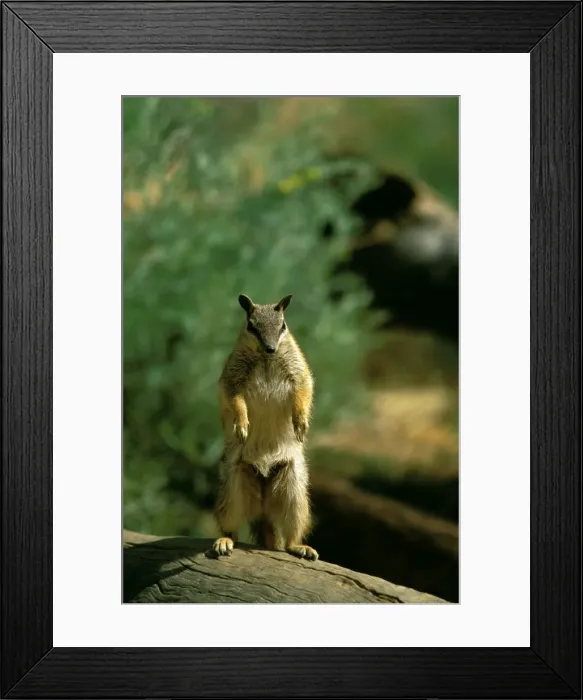Framed Print : Numbat - Standing on hind legs - Southwest Western Australia JPF47333 Framed Print : Numbat - Standing on hind legs - Southwest Western Australia JPF47333
