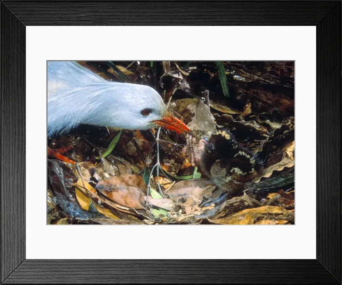 Framed Print : Kagu - Chick getting very first meal, New Caledonia - Australia JPF47271 Framed Print : Kagu - Chick getting very first meal, New Caledonia - Australia JPF47271