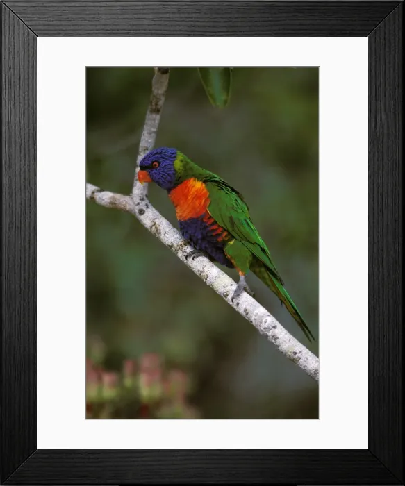 Framed Print : Rainbow Lorikeet - Perched on branch - Australia, Wallacea to Vanuatu, Australia JPF52664 Framed Print : Rainbow Lorikeet - Perched on branch - Australia, Wallacea to Vanuatu, Australia JPF52664