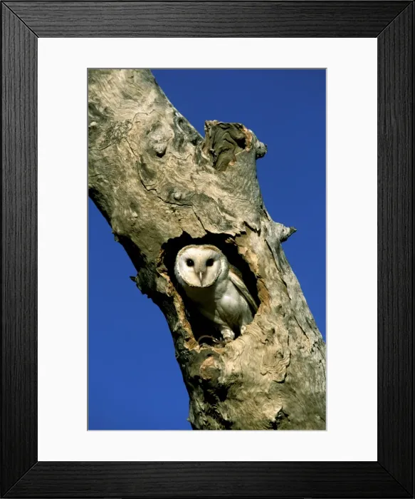 Framed Print : Barn Owl - In tree hollow, note tether around right leg, Western New South Wales, Australia, World wide JPF52185 Framed Print : Barn Owl - In tree hollow, note tether around right leg, Western New South Wales, Australia, World wide JPF52185