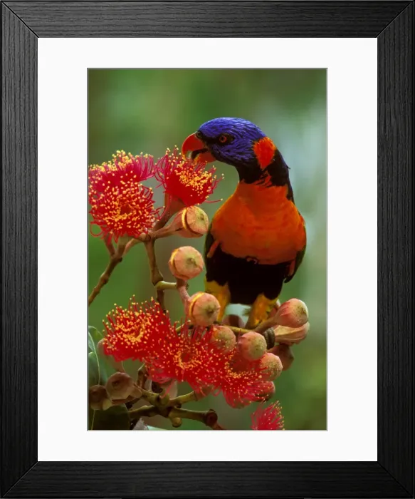 Framed Print : Red-collared Lorikeet - Feeding on Swamp bloodwood (Eucalyptus ptychocarpa) - Kakadu National Park - Northern Territory - Northern Australia JPF50995 Framed Print : Red-collared Lorikeet - Feeding on Swamp bloodwood (Eucalyptus ptychocarpa) - Kakadu National Park - Northern Territory - Northern Australia JPF50995