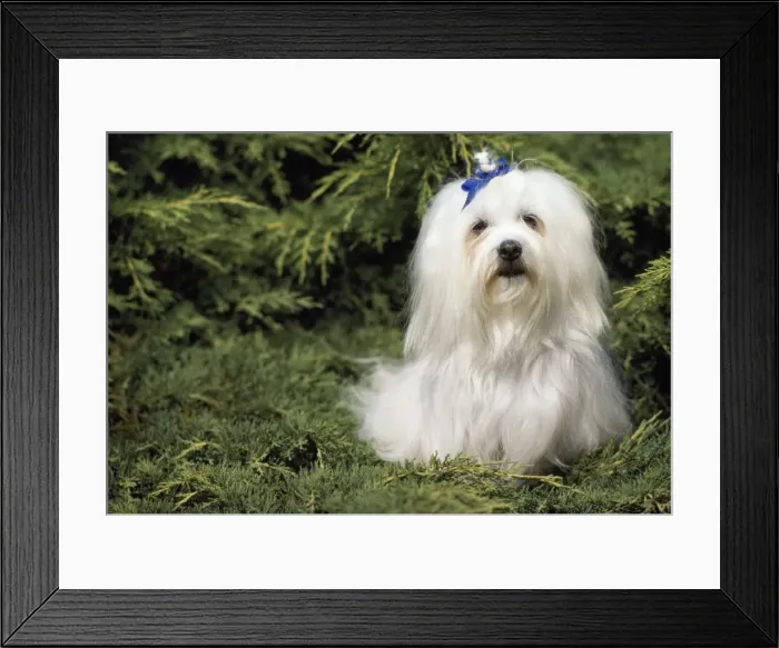 Framed Print : Maltese Terrier Dog Framed Print : Maltese Terrier Dog