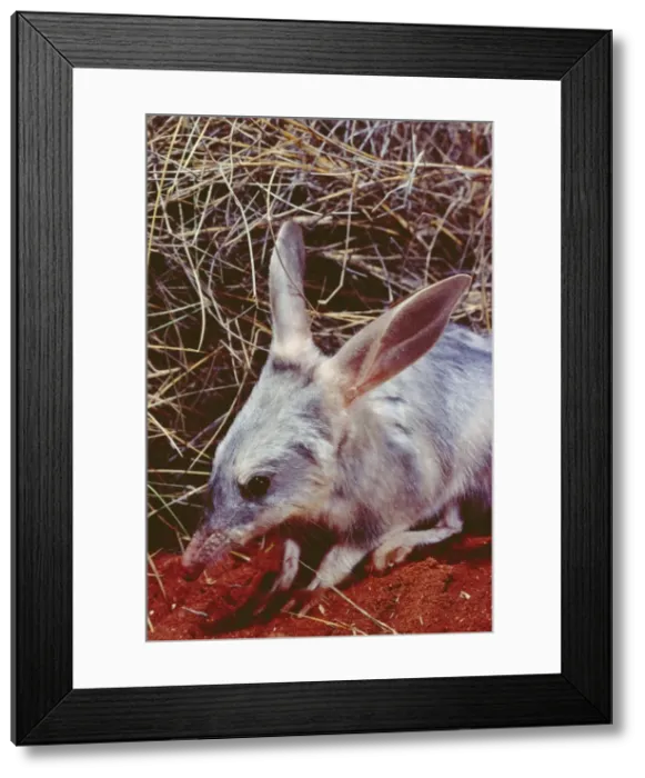 Framed Print : Rabbit-eared Bandicoot / Bilby - Simpson Desert, Queensland, Australia JPF04349 Framed Print : Rabbit-eared Bandicoot / Bilby - Simpson Desert, Queensland, Australia JPF04349