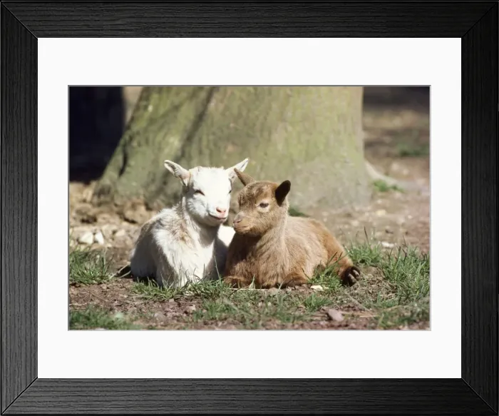 Framed Print : Pygmy Goat - x2 young Framed Print : Pygmy Goat - x2 young
