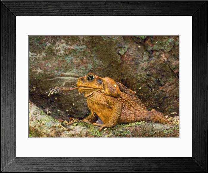 Framed Print : Cane Toad - introduced to Australia in 1935, eating native Tree Frog. Rainforest. Queensland, Australia Framed Print : Cane Toad - introduced to Australia in 1935, eating native Tree Frog. Rainforest. Queensland, Australia