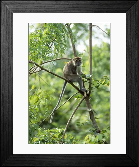 Framed Print : Crab-eating / Long-tailed Macaque - male Sabah Borneo South East Asia Framed Print : Crab-eating / Long-tailed Macaque - male Sabah Borneo South East Asia