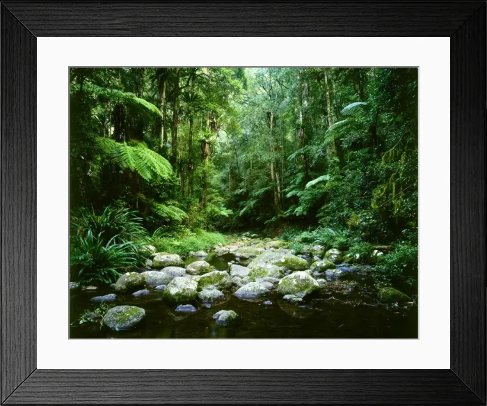 Framed Print : Brindle Creek: subtropical rainforest Border Ranges National Park, northern New South Wales, Australia JPF32170 Framed Print : Brindle Creek: subtropical rainforest Border Ranges National Park, northern New South Wales, Australia JPF32170