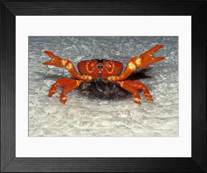 Framed Print : Red Crab (A land crab) - Spawning in the surf at night - December - Christmas Island - Indian Ocean (Australian Territory) JPF34967 Framed Print : Red Crab (A land crab) - Spawning in the surf at night - December - Christmas Island - Indian Ocean (Australian Territory) JPF34967