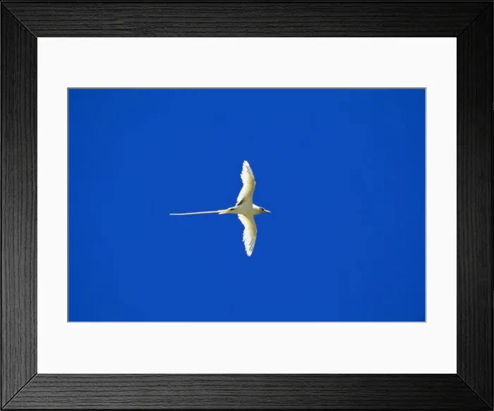 Framed Print : White-tailed Tropicbird / Golden Bosunbird - golden phase endemic to Christmas Island Framed Print : White-tailed Tropicbird / Golden Bosunbird - golden phase endemic to Christmas Island