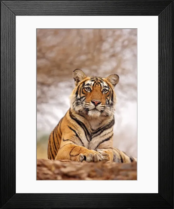 Framed Print : Royal Bengal Tiger - a close up, Ranthambhor National Park, India Framed Print : Royal Bengal Tiger - a close up, Ranthambhor National Park, India