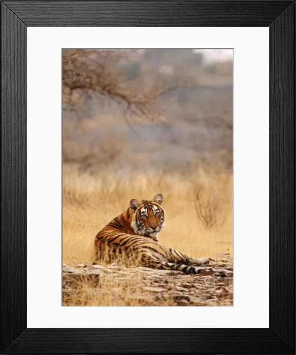 Framed Print : Royal Bengal Tiger sitting on the rock, Ranthambhor National Park, India Framed Print : Royal Bengal Tiger sitting on the rock, Ranthambhor National Park, India