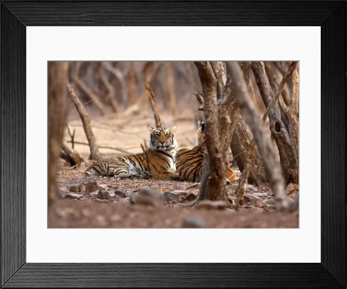 Framed Print : Royal Bengal / Indian Tiger. Ranthambhor National Park, India. Alternative spellings: Ranthambhor / Ranthambore / Ranthambor Framed Print : Royal Bengal / Indian Tiger. Ranthambhor National Park, India. Alternative spellings: Ranthambhor / Ranthambore / Ranthambor
