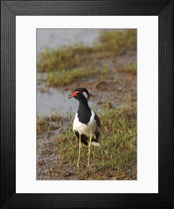 Framed Print : Red-wattled Lapwing. Ranthambhor National Park - India. Alternative spellings: Ranthambhor  /  Ranthambore  /  Ranthambor