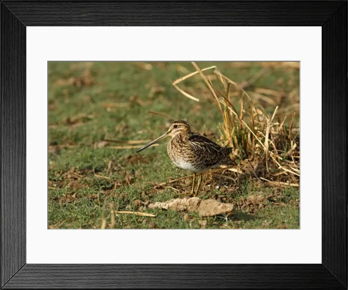 Framed Print : Common Snipe. Ranthambhor National Park - India. Alternative spellings: Ranthambhor / Ranthambore / Ranthambor Framed Print : Common Snipe. Ranthambhor National Park - India. Alternative spellings: Ranthambhor / Ranthambore / Ranthambor