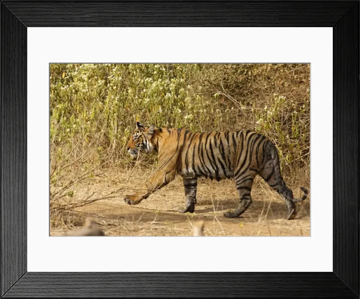 Framed Print : Royal Bengal / Indian Tiger. Ranthambhor National Park - India. Alternative spellings: Ranthambhor / Ranthambore / Ranthambor Framed Print : Royal Bengal / Indian Tiger. Ranthambhor National Park - India. Alternative spellings: Ranthambhor / Ranthambore / Ranthambor