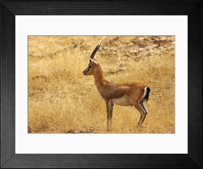 Framed Print : Chibkara / Indian Gazelle in the dry grassland, Ranthambhor National Park, India Framed Print : Chibkara / Indian Gazelle in the dry grassland, Ranthambhor National Park, India