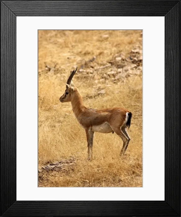 Framed Print : Chinkara / Indian Gazelle in the dry grassland, Ranthambhor National Park, India Framed Print : Chinkara / Indian Gazelle in the dry grassland, Ranthambhor National Park, India