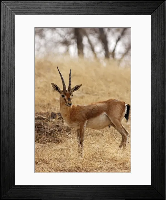 Framed Print : Chinkara / Indian Gazelle in the dry grassland, Ranthambhor National Park, India Framed Print : Chinkara / Indian Gazelle in the dry grassland, Ranthambhor National Park, India