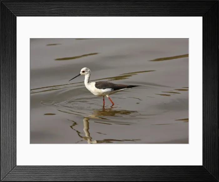 Framed Print : Black-winged Stilt in ake Ranthambhor National Park, India