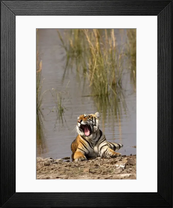 Framed Print : Royal Bengal / Indian Tiger sitting in the Rajbagh Lake, Ranthambhor National Park, India Framed Print : Royal Bengal / Indian Tiger sitting in the Rajbagh Lake, Ranthambhor National Park, India