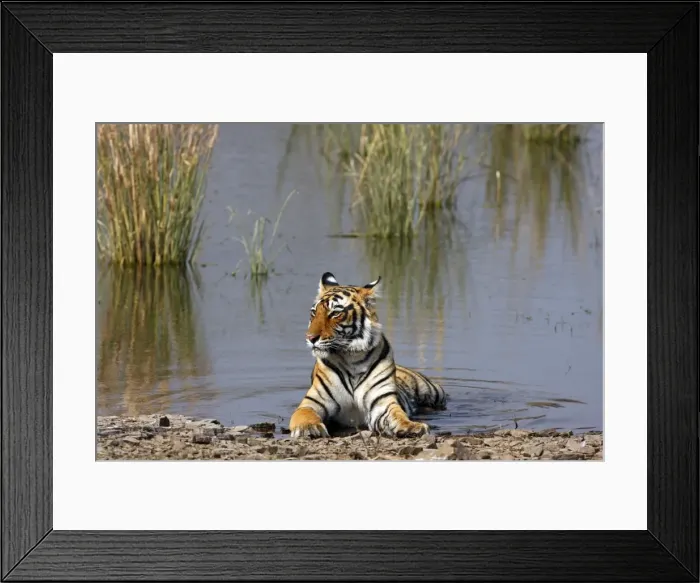 Framed Print : Royal Bengal / Indian Tiger sitting in the Rajbagh Lake, Ranthambhor National Park, India Framed Print : Royal Bengal / Indian Tiger sitting in the Rajbagh Lake, Ranthambhor National Park, India