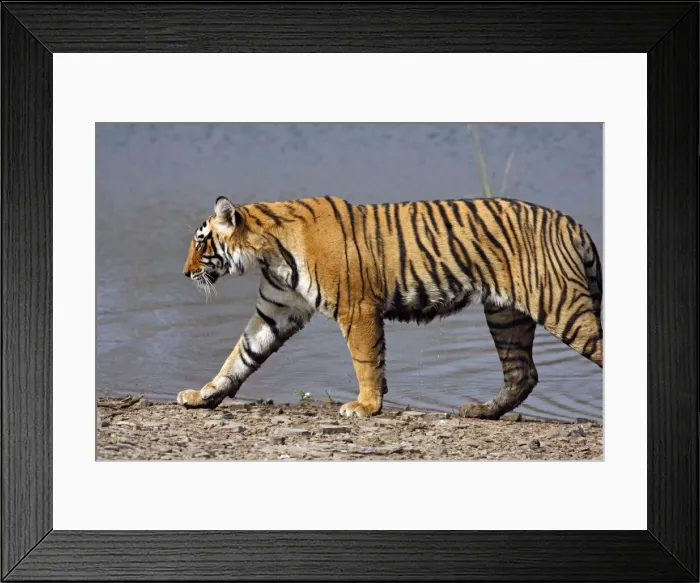 Framed Print : Royal Bengal / Indian Tiger walking by Rajbagh Lake, Ranthambhor National Park, India Framed Print : Royal Bengal / Indian Tiger walking by Rajbagh Lake, Ranthambhor National Park, India