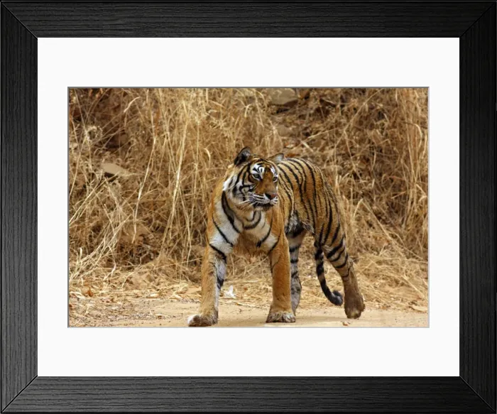 Framed Print : Royal Bengal / Indian Tiger on the move, Ranthambhor National Park, India Framed Print : Royal Bengal / Indian Tiger on the move, Ranthambhor National Park, India