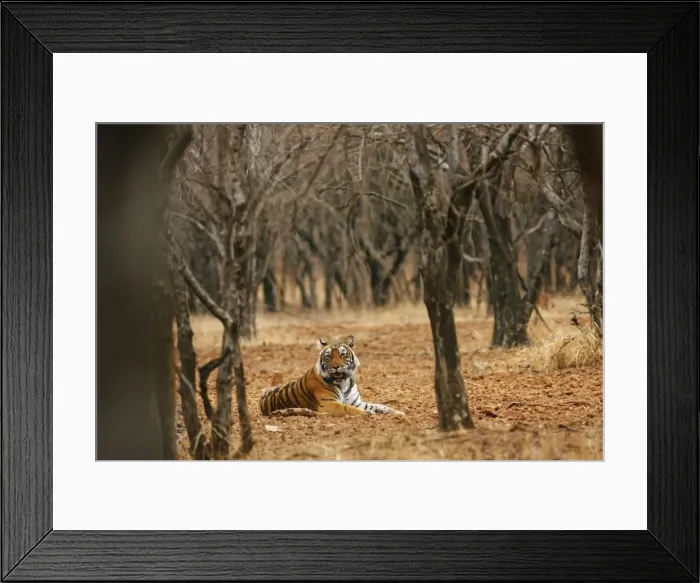 Framed Print : Royal Bengal / Indian Tiger in the dry forest, Ranthambhor National Park, India Framed Print : Royal Bengal / Indian Tiger in the dry forest, Ranthambhor National Park, India