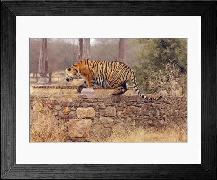 Framed Print : Royal Bengal / Indian Tiger climbing on to cenotaph, Ranthambhor National Park, India Framed Print : Royal Bengal / Indian Tiger climbing on to cenotaph, Ranthambhor National Park, India