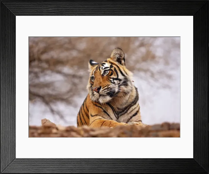 Framed Print : Royal Bengal / Indian Tiger - a close up, Ranthambhor National Park, India Framed Print : Royal Bengal / Indian Tiger - a close up, Ranthambhor National Park, India