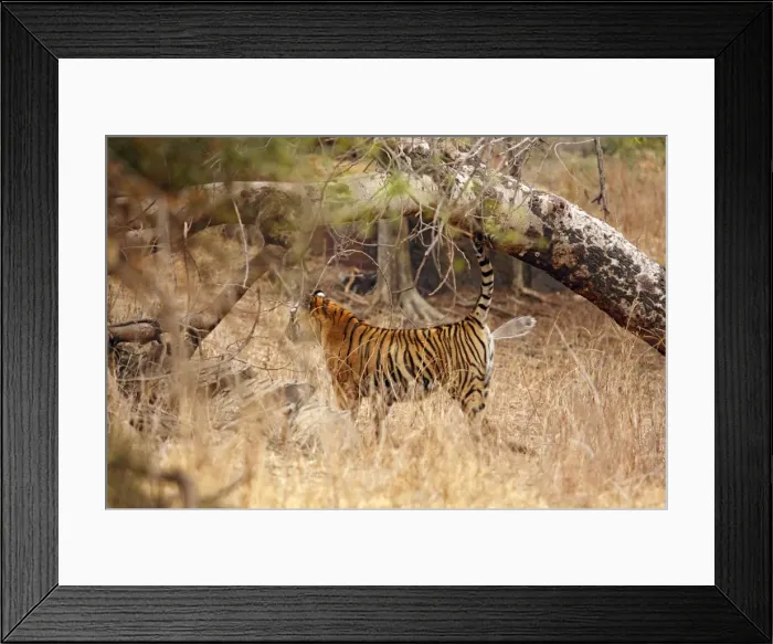 Framed Print : Royal Bengal / Indian Tiger spray marking; Ranthambhor National Park, India Framed Print : Royal Bengal / Indian Tiger spray marking; Ranthambhor National Park, India