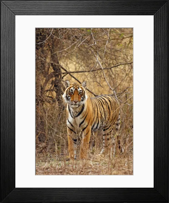 Framed Print : Royal Bengal / Indian Tiger in the grassland, Ranthambhor National Park, India Framed Print : Royal Bengal / Indian Tiger in the grassland, Ranthambhor National Park, India