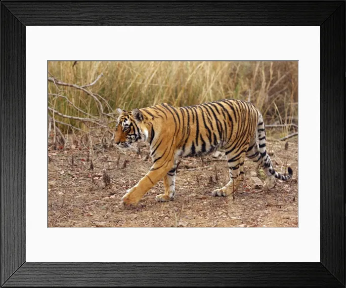 Framed Print : Royal Bengal / Indian Tiger on move, Ranthambhor National Park, India Framed Print : Royal Bengal / Indian Tiger on move, Ranthambhor National Park, India