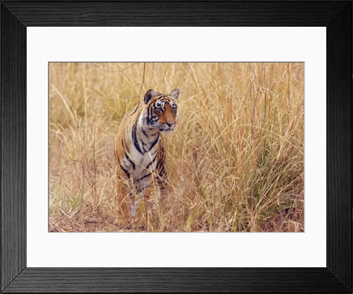 Framed Print : Royal Bengal Tiger watching from the grassland, Ranthambhor National Park, India Framed Print : Royal Bengal Tiger watching from the grassland, Ranthambhor National Park, India
