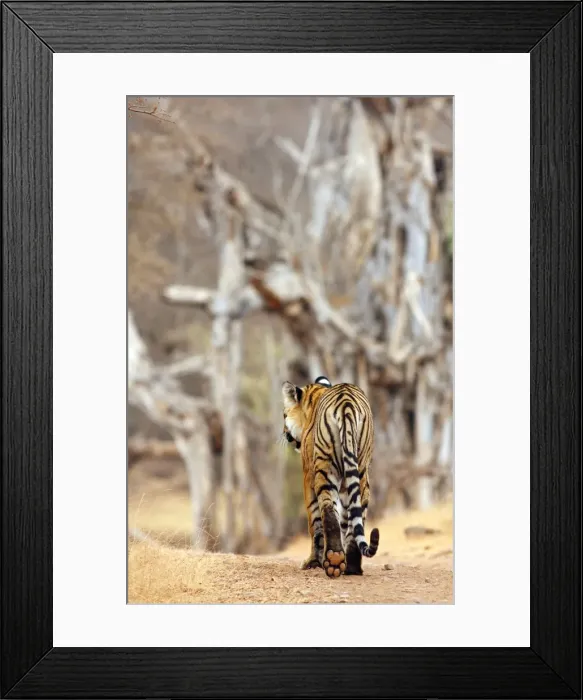 Framed Print : Royal Bengal Tiger walking around it's territory, Ranthambhor National Park, India Framed Print : Royal Bengal Tiger walking around it's territory, Ranthambhor National Park, India