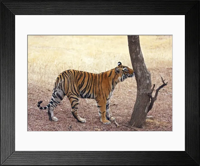 Framed Print : Royal Bengal Tiger catching the smell, Ranthambhor National Park, India Framed Print : Royal Bengal Tiger catching the smell, Ranthambhor National Park, India