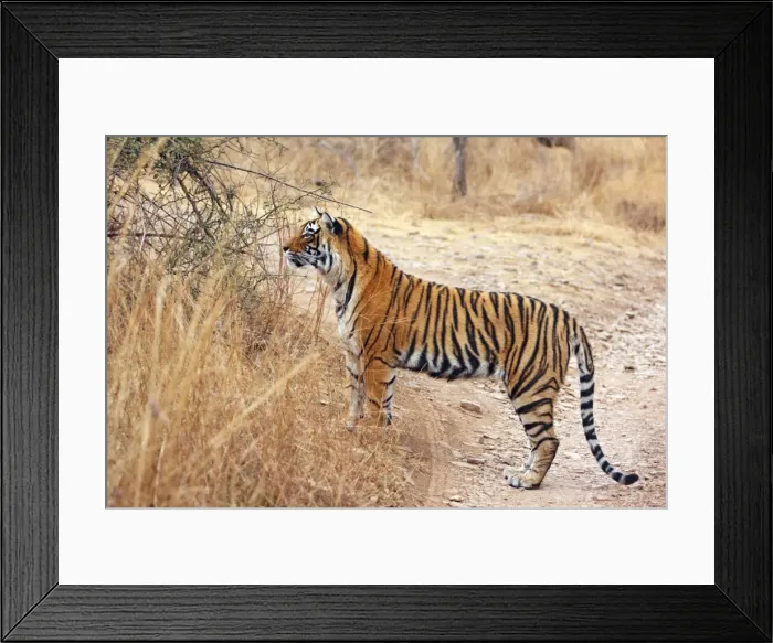Framed Print : Royal Bengal Tiger on lookout for kill, Ranthambhor National Park, India