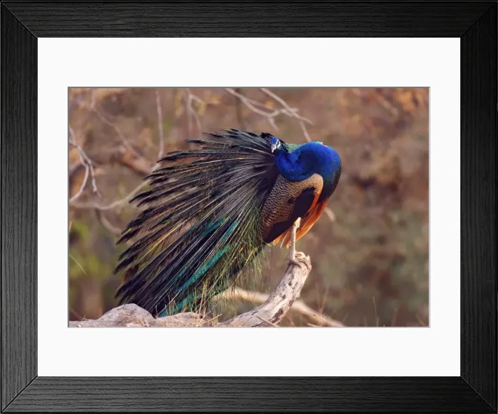 Framed Print : Indian Peacock - preening feathers, Ranthambhor National Park, India Framed Print : Indian Peacock - preening feathers, Ranthambhor National Park, India