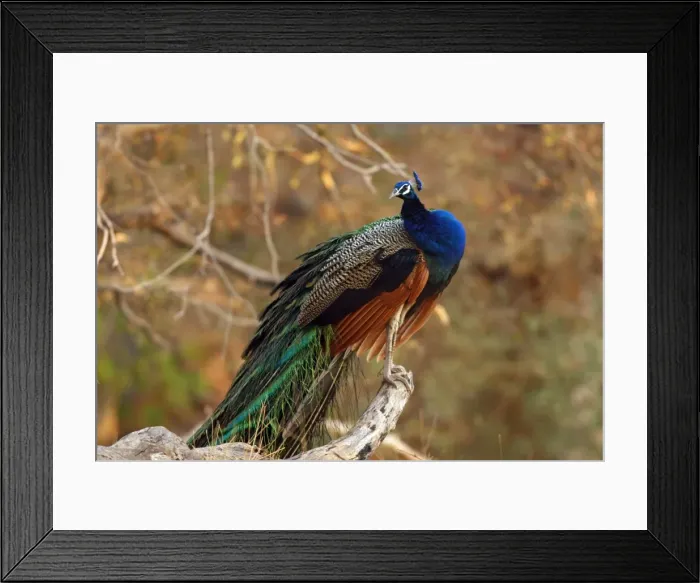 Framed Print : Indian Peacock on a perch, Ranthambhor National Park, India Framed Print : Indian Peacock on a perch, Ranthambhor National Park, India