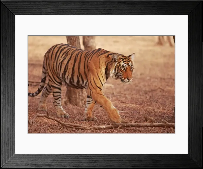 Framed Print : Royal Bengal / Indian Tiger coming out of woodland. Ranthambhor National Park - India Framed Print : Royal Bengal / Indian Tiger coming out of woodland. Ranthambhor National Park - India