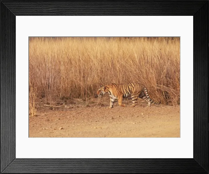 Framed Print : Royal Bengal / Indian Tiger walking around grassland. Ranthambhor National Park - India Framed Print : Royal Bengal / Indian Tiger walking around grassland. Ranthambhor National Park - India